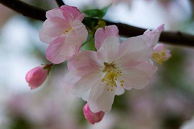 网传科乐美正在开发《合金装备》1-3代重置版